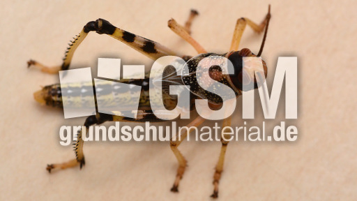 Afrikanische Wüstenwanderheuschrecke (9).jpg